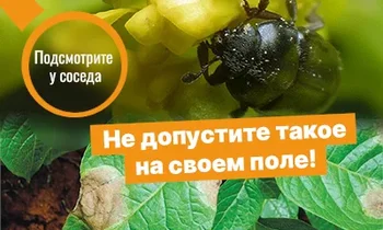 С какими вредителями и болезнями борются аграрии Сибирского региона в июле-августе