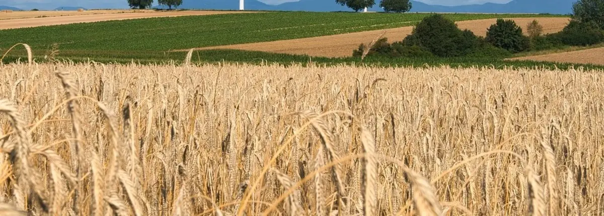 Основное изображение статьи