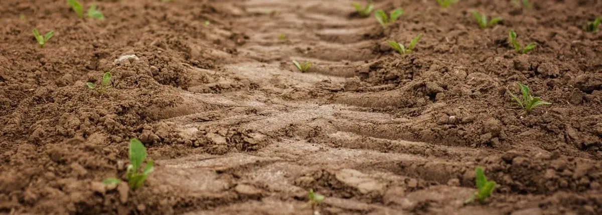 Основное изображение статьи